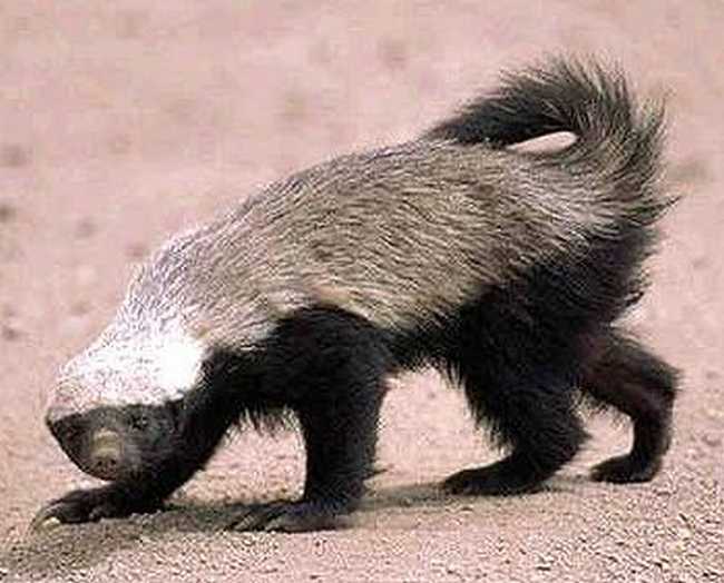 Honey Badger Picture (Image) honey%20badger The Badger: Fierce, Neat And Proud